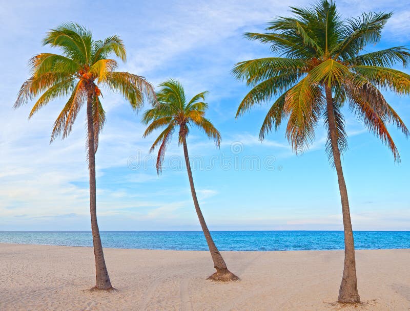 Palm trees on a beautiful sunny summer afternoon in Miami Beach Florida with ocean and blue sky in the background