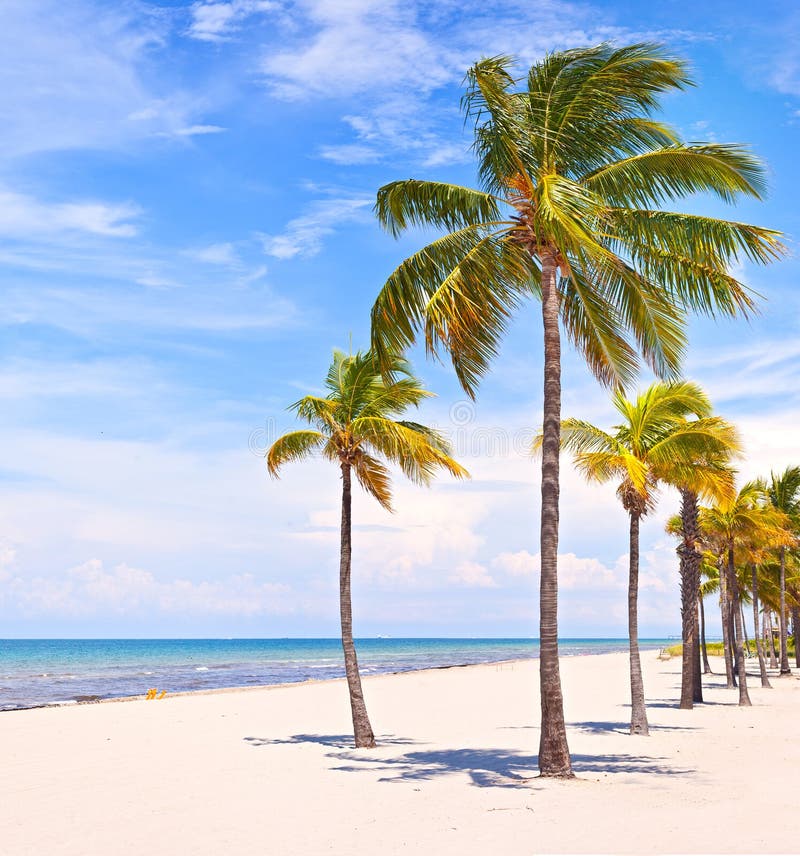 Palm trees on a beautiful sunny summer afternoon