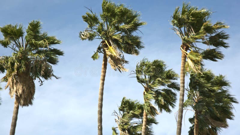 Palm trees blowing in the wind