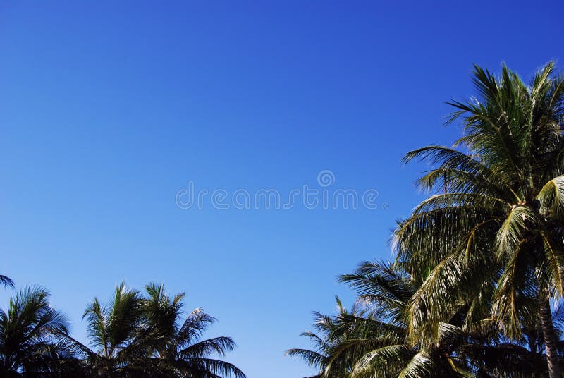 Palm trees and blue sky and white clouds