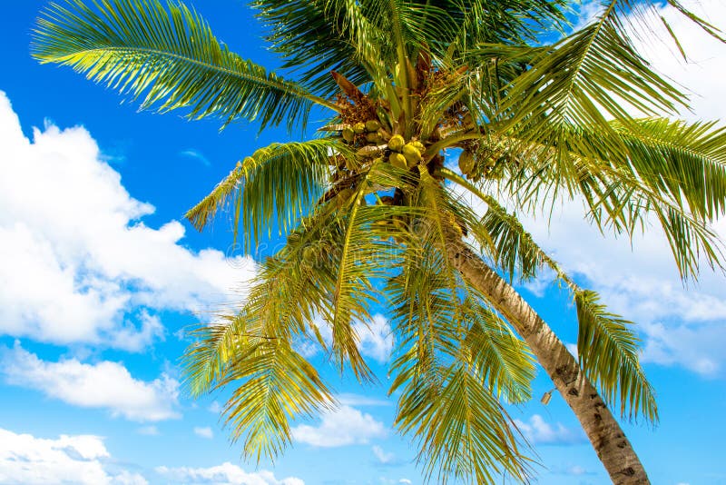 Palm trees with branches of coconut on the background of bright royalty free stock images Palm trees with branches of coconut on the background of bright royalty free stock images
