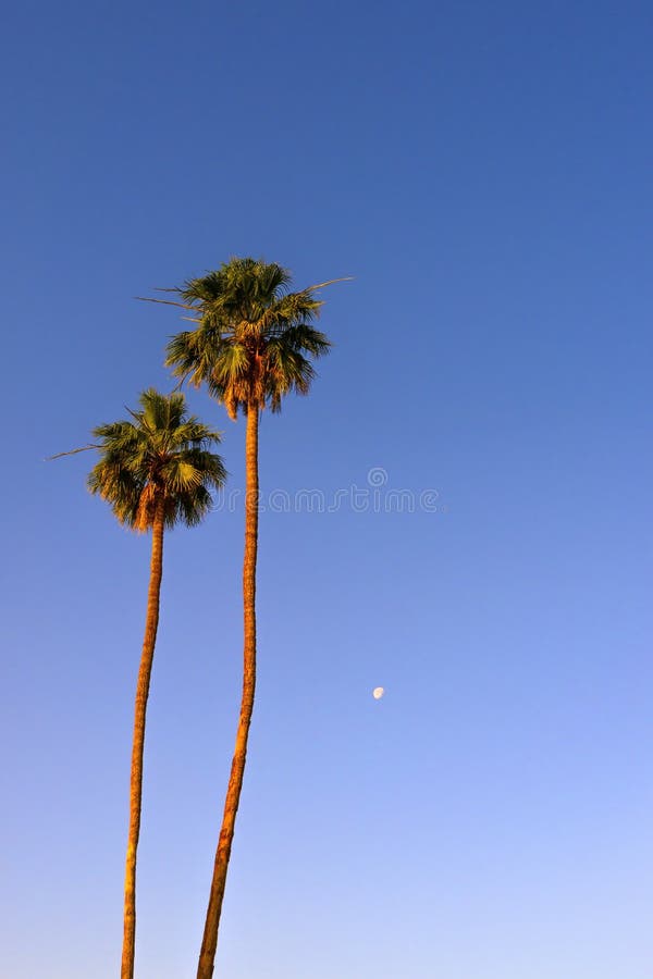 Palm Trees in California Sunset Stock Image Image of light, sunset