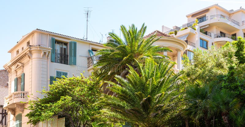 Palm Trees in Cannes French Riviera Stock Photo - Image of palm, green ...
