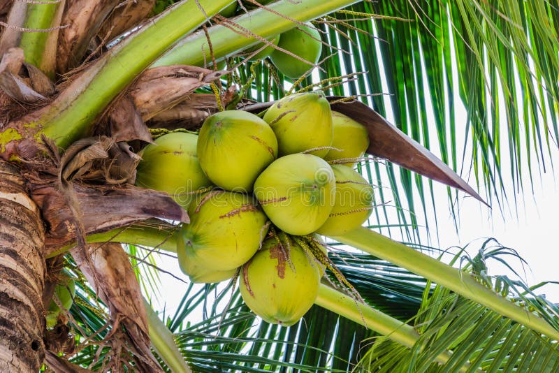Palm trees with coconut on the beach. stock photos