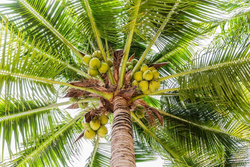 Palm Trees with Coconut on the Beach. Stock Photo Image of branch