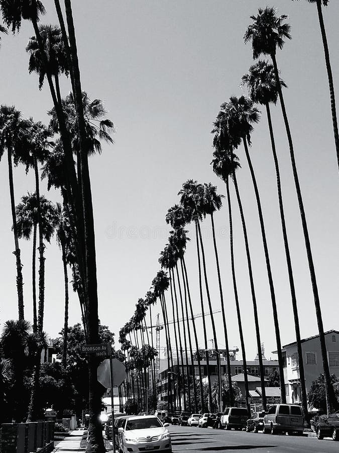 Palm trees and cranes editorial stock image. Image of trees - 98052744