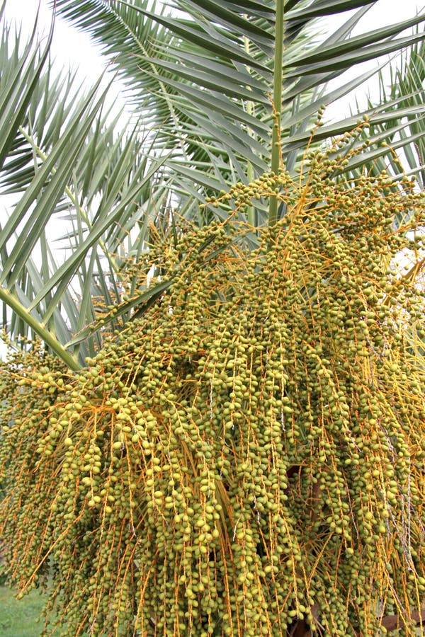 Palm trees and date fruit stock image. Image of agriculture 35755313