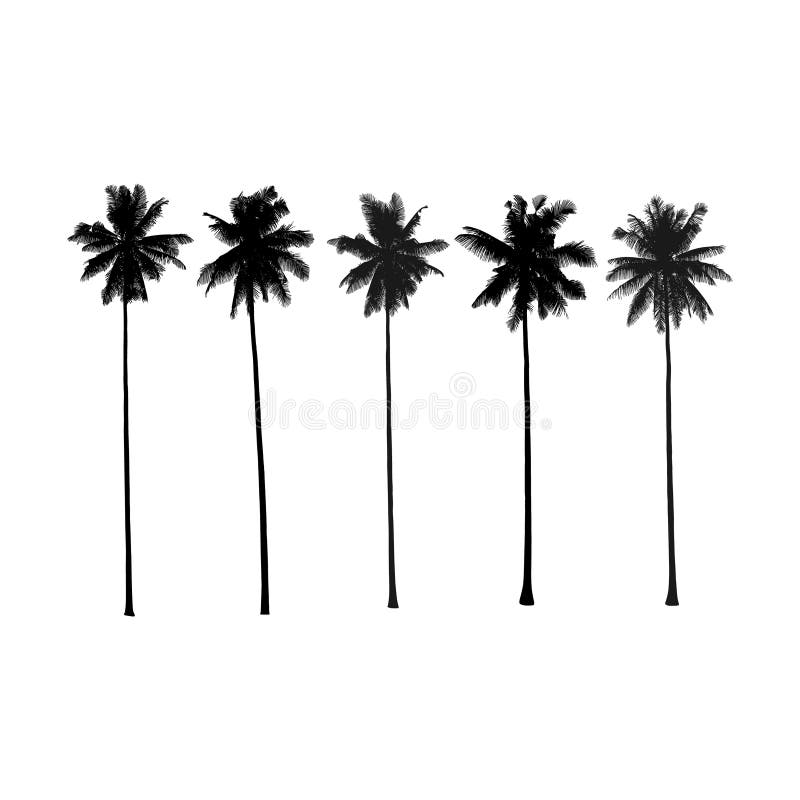 Palm trees