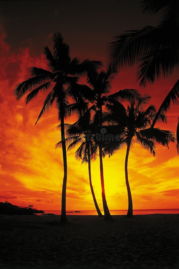 Palm Trees Drenched in a Red and Orange Sunset