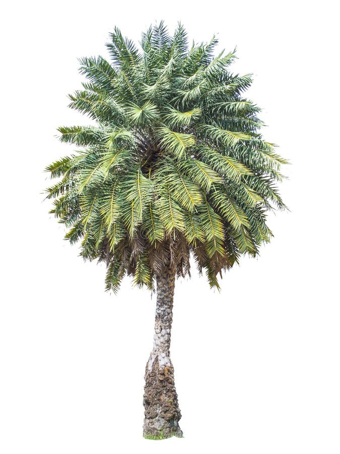 Palm royalty free stock photo