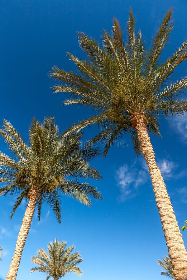 Palm trees in Egypt stock image. Image of exotic, fruits 54717293