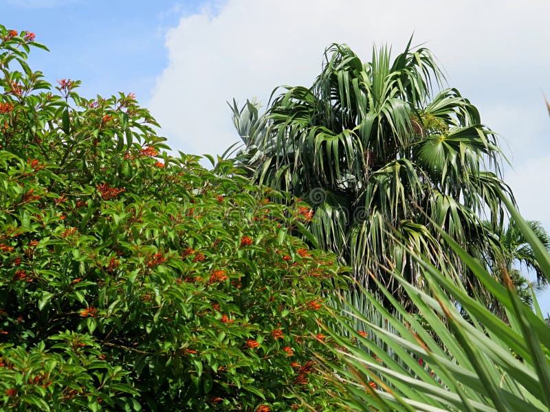 Palm trees and floral background at Florida in August 2019.