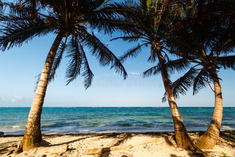 Palm Trees Framing a Beach and Ocean View Stock Image Image of
