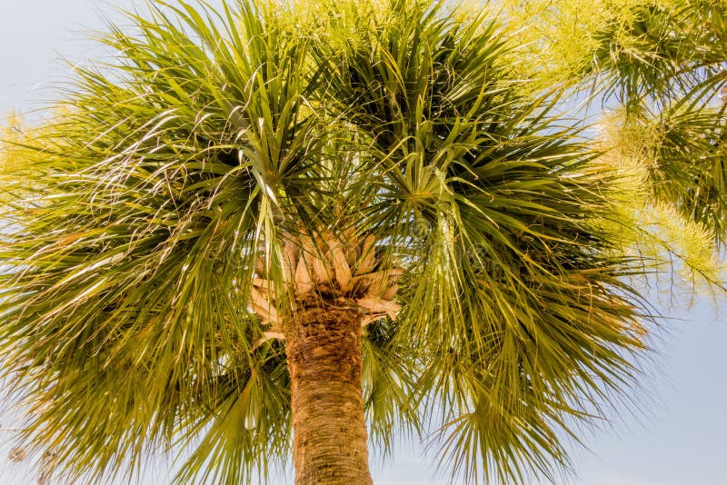 Palmetto Palm Trees in Sub Tropical Climate of Usa Stock Image Image