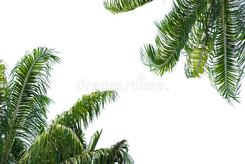 Palm trees with green leaf isolated on white background with clipping path element for summer holidays