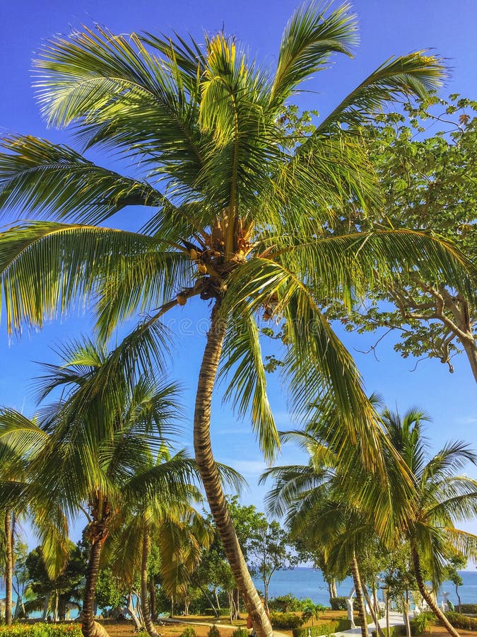 Palm Trees Grow Along Beach of Cuban Resort Stock Image - Image of ...