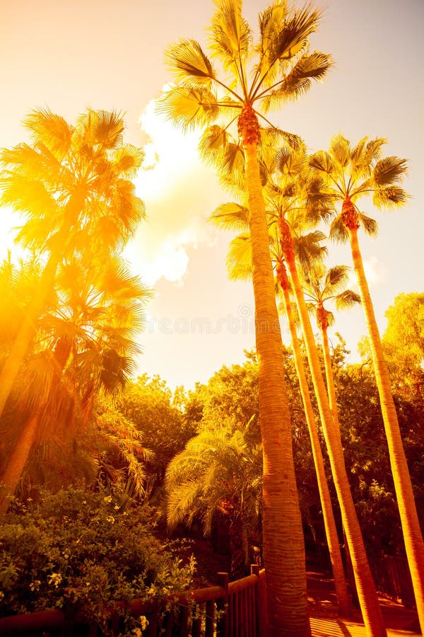 Palm trees in jungle