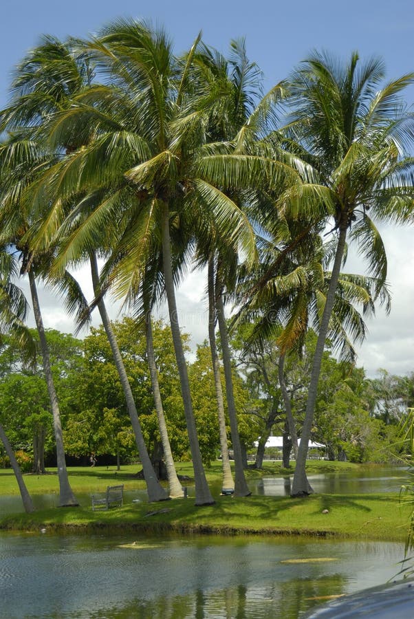 Palm trees by a lake