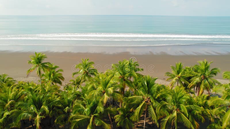 Palm trees lining a remote sandy beach with calm ocean waters in Costa Rica stock video footage