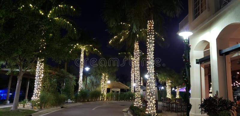 Palm trees lit up with Holiday Lights