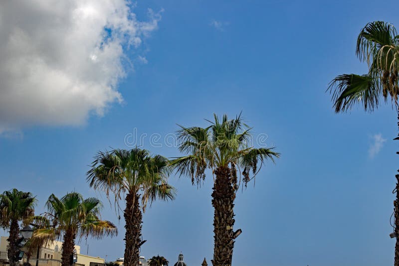 Palm trees at Malta stock photo. Image of travel, tourism 130540868