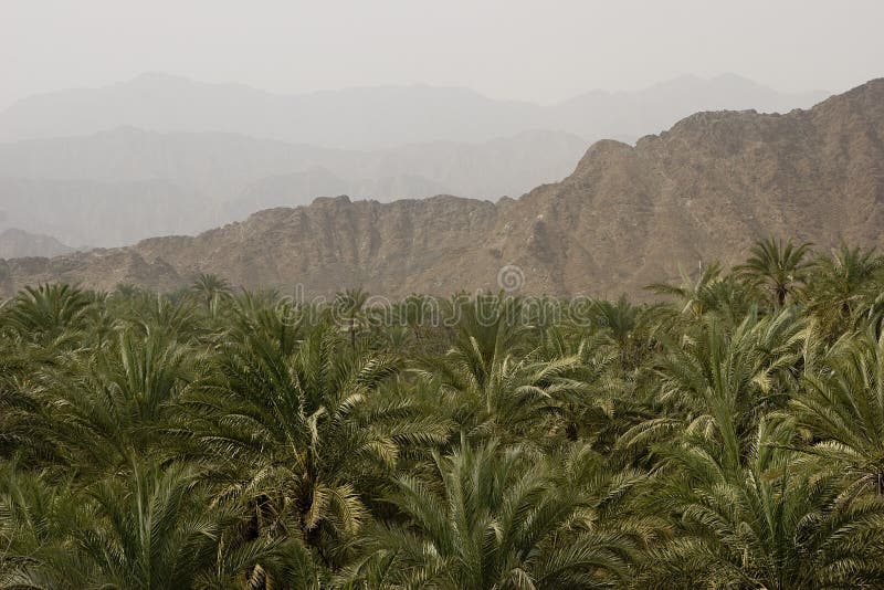 Palm Trees with Mountain Range Stock Photo Image of scene, foliage
