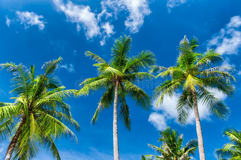 Palm trees natural background. Blue sky and tropical plants