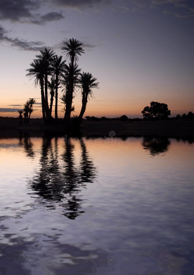 Palm Trees near the Lake at Sunrise