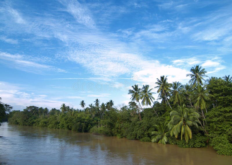 Palm trees near river stock image. Image of lanka, river - 8667381