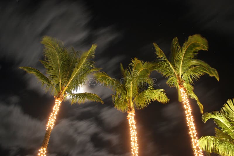 Palm Trees at night stock photo. Image of branches, palm 6515226
