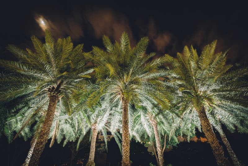 Palm Trees at Night at Harbour Square, in Pasay, Metro Manila, T Stock
