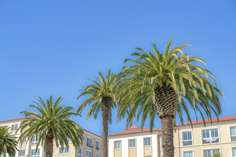 Palm Trees Outside Apartment Buildings in San Francisco, California
