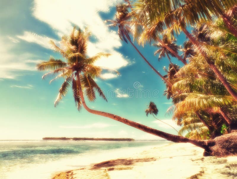 Palm Trees Overhanging a Deserted Tropical Beach Stock Image Image of