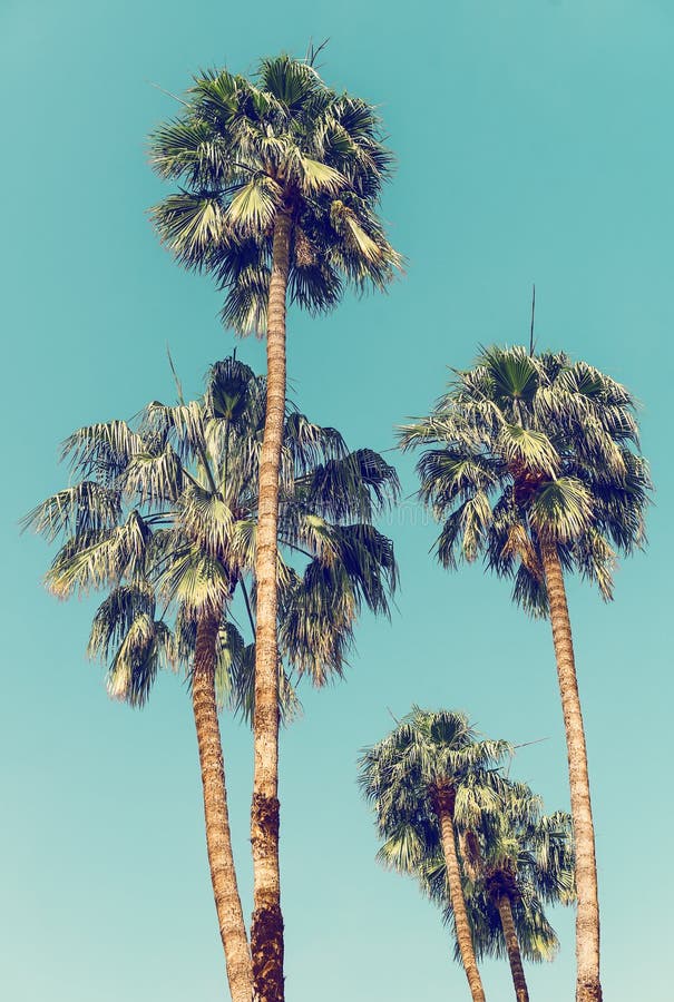 Palm Trees in Palm Springs