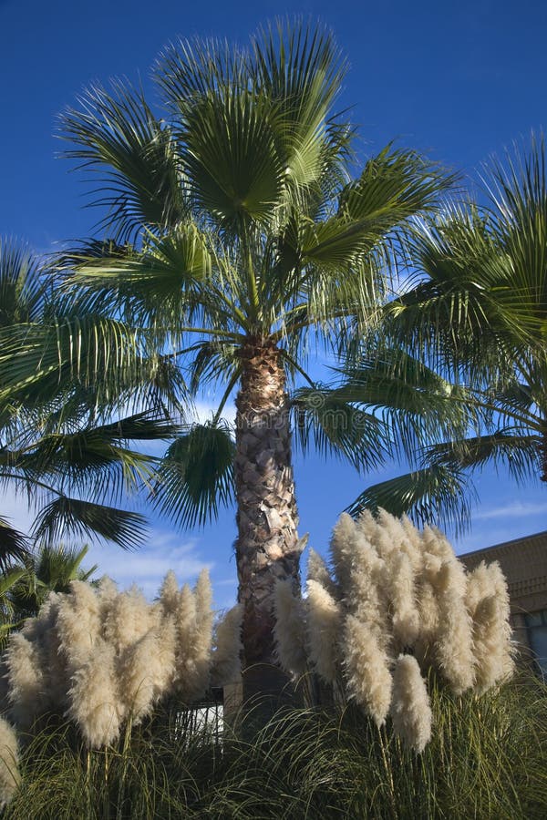 Palm Trees Pampas Grass Napa California Stock Image Image of tropical