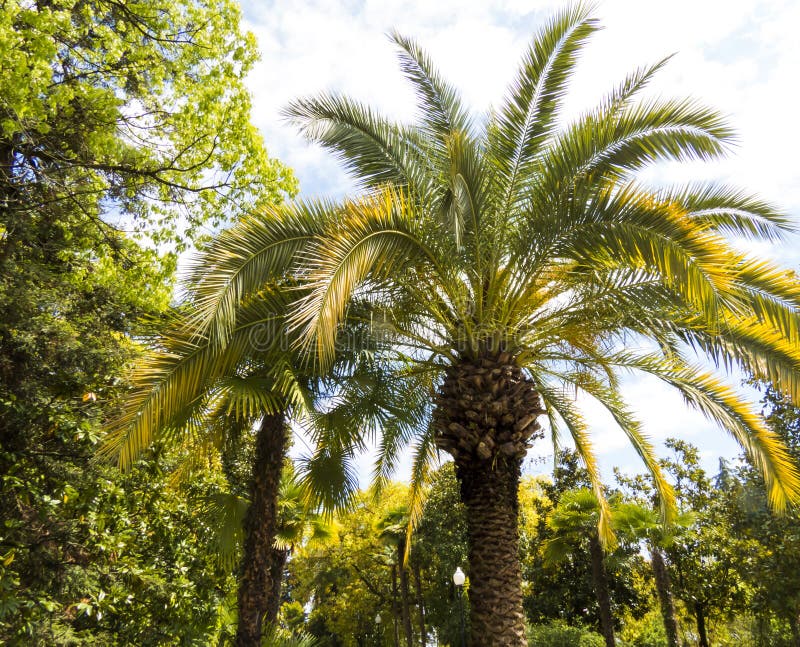 Palm trees in park