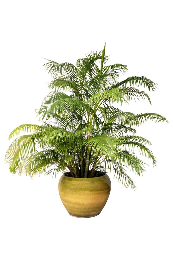 Palm trees in a pot on in A Flower Pot on pure white background for graphic. stock images Palm trees in a pot on in A Flower Pot on pure white background for graphic. stock images