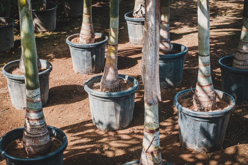 Palm Trees in Pots in Tree Nursery or Garden Store Stock Image Image