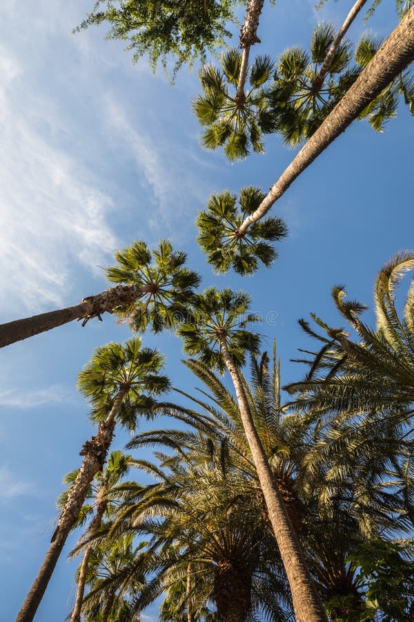 Palm trees reaching towards a blue sky. Frog perspective. royalty free stock image Palm trees reaching towards a blue sky. Frog perspective. royalty free stock image
