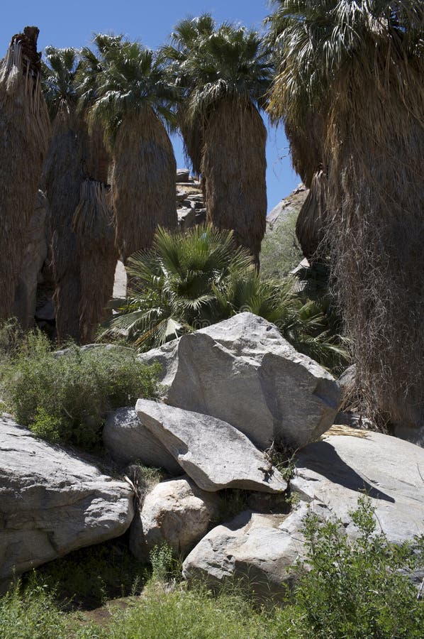 Palm trees and rocks