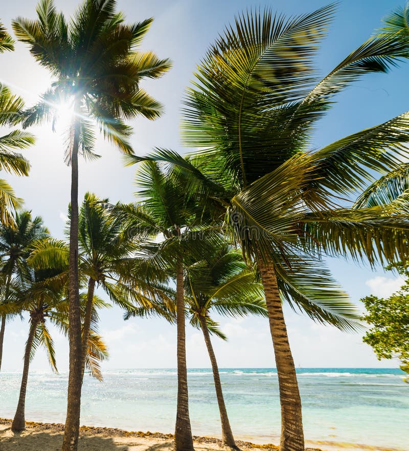 Palm Trees on the Sand in Bois Jolan Beach in Guadeloupe Stock Photo ...