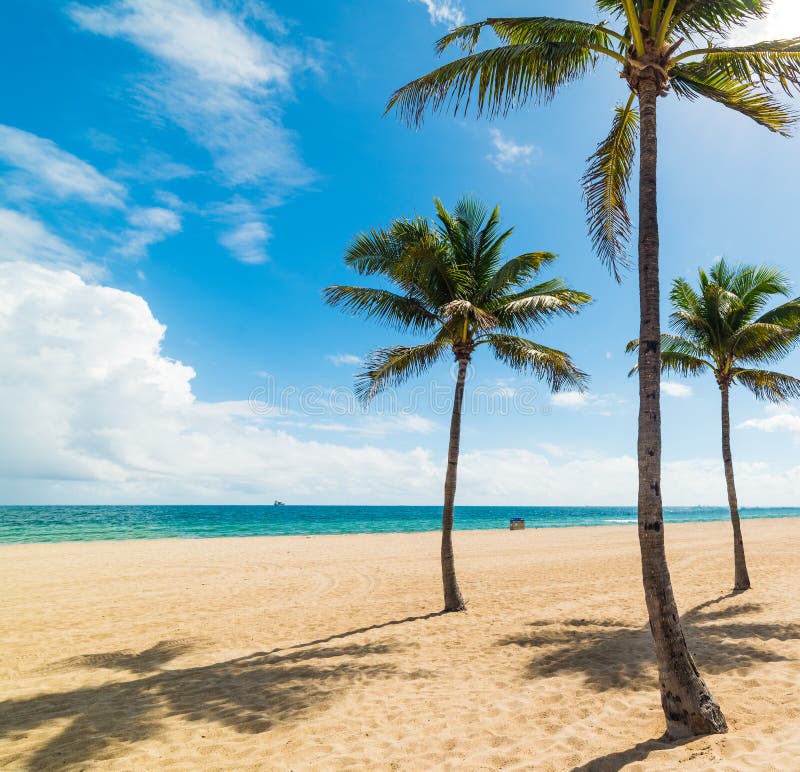 3,106 Turquoise Blue Ocean Waves Sand Beach Palm Trees Stock Photos ...