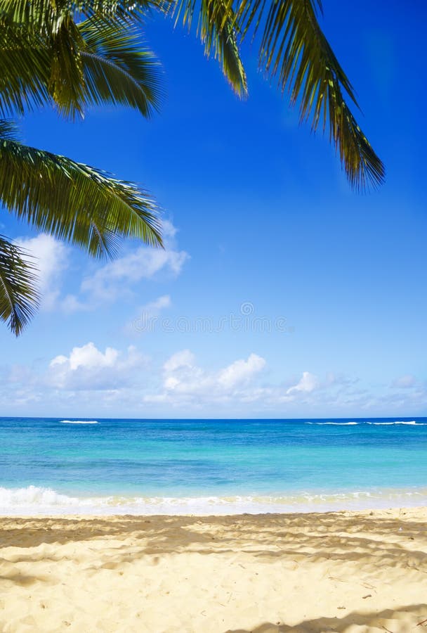 Palm Trees On The Sandy Beach In Hawaii Stock Image Image of
