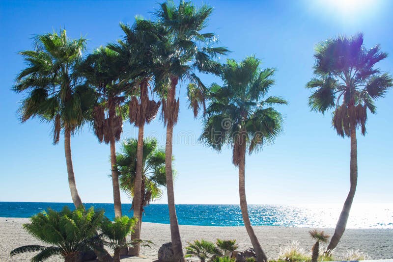 Palm Trees on Sandy Coastal Beach of Mediterranean City Stock Image