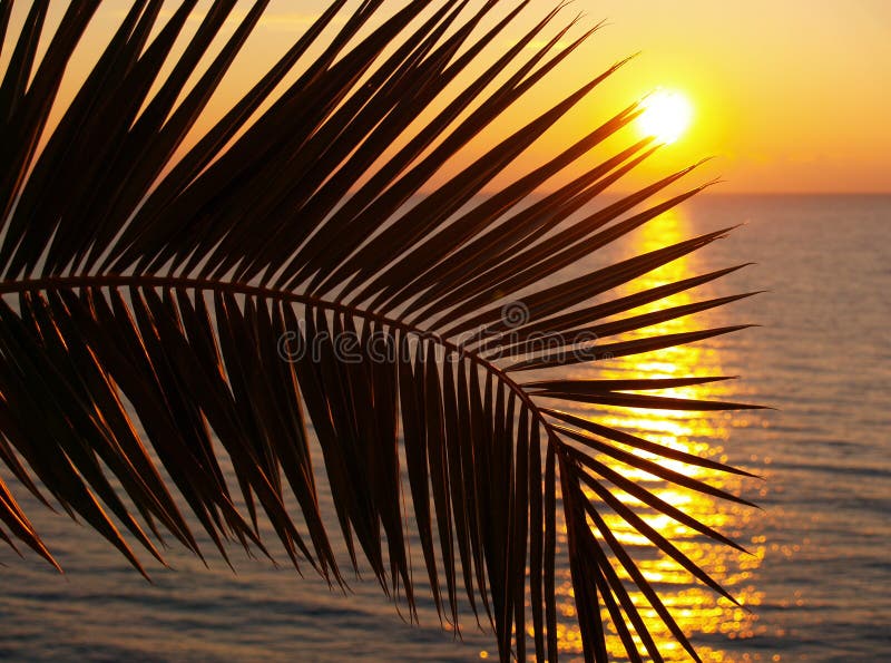 Palm trees silhouette at sunset