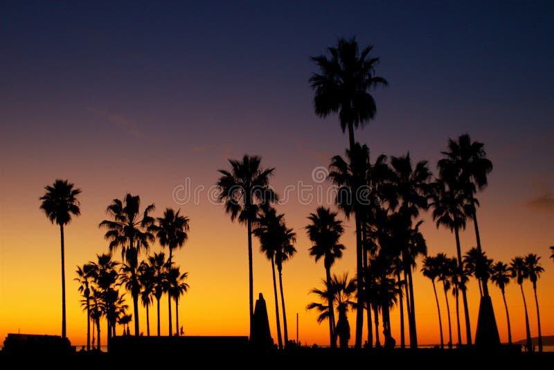 Palm Trees Silhouette with Sunset
