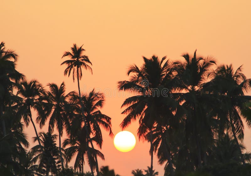 Palm Trees Silhouette Sunset Stock Photo Image Of Sand Morning