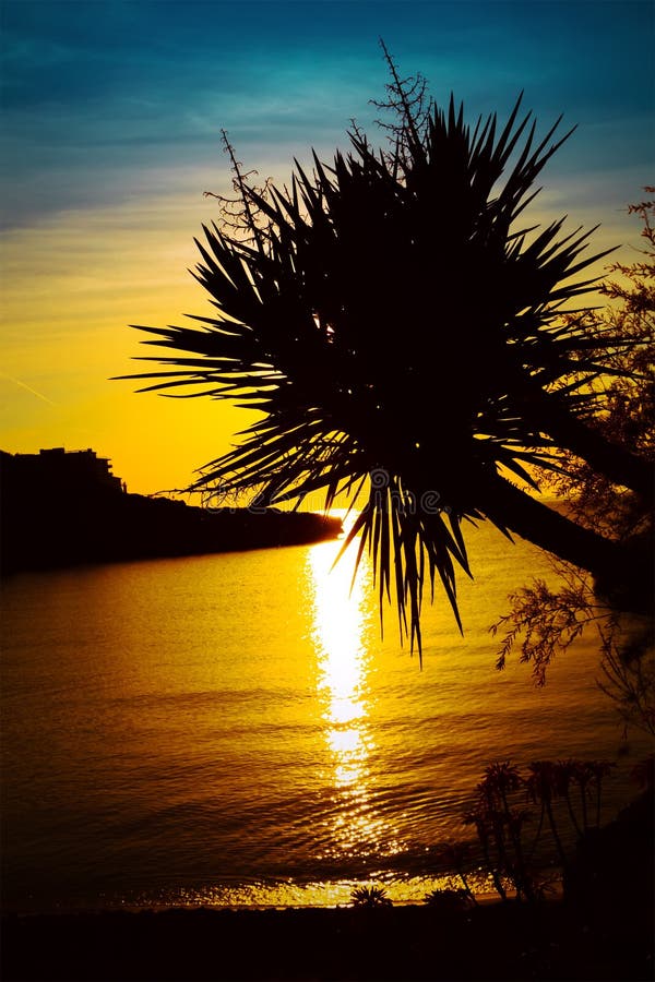 Palm Trees Silhouette On Sunset Tropical Beach Stock Image Image Of