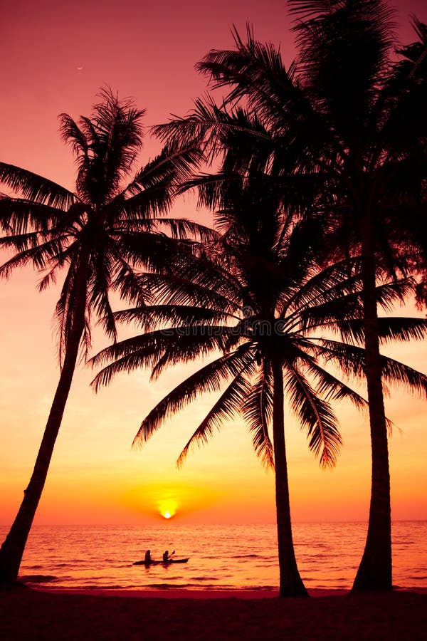Palm trees silhouette on sunset tropical beach.