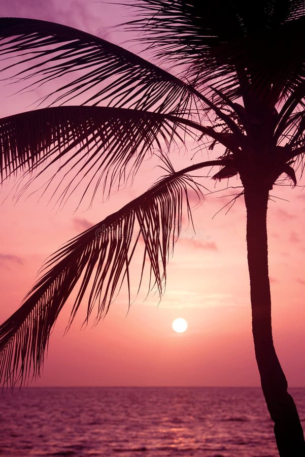 Palm trees silhouette at sunset tropical beach. Orange sunset.